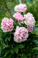 Paeonia lactiflora Sarah Bernhardt flowers in the summer garden