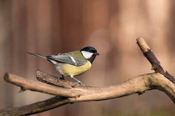 Great tit (Parus major) is a passerine bird in the tit family Paridae. This little bird is a frequent visitor to the bird feeder during winter. Birds that lives close to a human.	