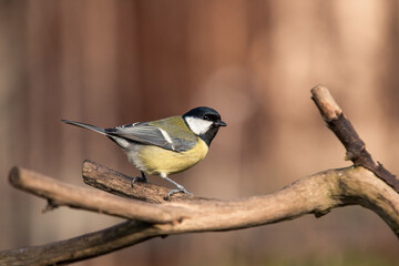 Fototapeta premium Great tit (Parus major) is a passerine bird in the tit family Paridae. This little bird is a frequent visitor to the bird feeder during winter. Birds that lives close to a human. 