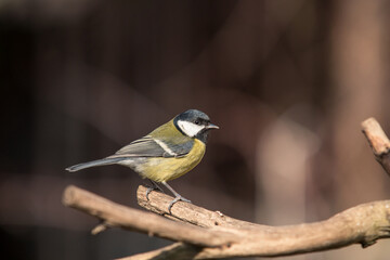 The great tit, known as Parus major in Latin, in the garden. It is a small black and yellow bird that lives near humans. It is a frequent visitor to gardens and winter bird feeders.