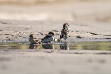 A flock of House Sparrows (Passer domesticus) bathing in a puddle on a side road.