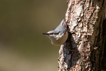 Eurasian Nuthatch ( Sitta europaea ) sitting on a tree trunk - a species of small, sedentary bird belonging to the nuthatch family ( Sittidae ).