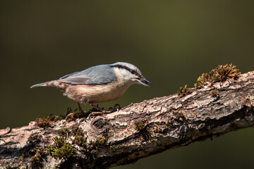 Eurasian Nuthatch (Sitta europaea) Sitting on a tree trunk with a sunflower seed in its beak- a species of small, sedentary bird belonging to the nuthatch family (Sittidae).