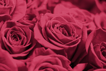 roses in red magenta color of year 2023 Viva Magenta. Demonstrating color of 2023 year for fashion, clothing and interior design industry. Many roses.Beautiful bouquet.Floral background for design