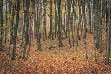 An old, open forest in golden autumn colors. The forest in autumn. Tall trees and forest floor covered with autumn leaves.