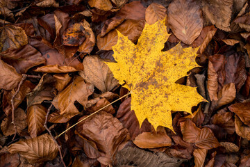 Yellow maple leaf against the background of autumn fallen leaves. The maple leaf is a symbol of Canada and turns into beautiful yellow and golden colors in autumn.