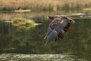 Bird of prey flying in The Bohemian Moravian Highlands.