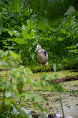 Hunting Heron