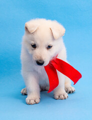 funny christmas dog puppy on isolated background