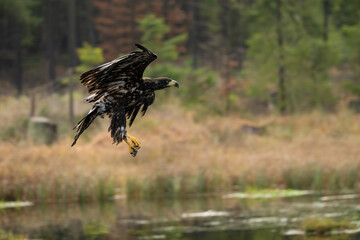 Bird of prey flying in The Bohemian Moravian Highlands.