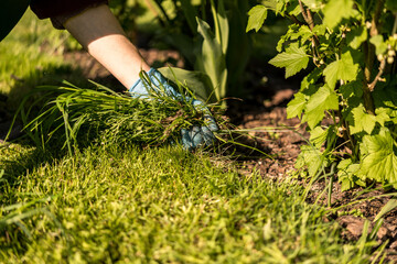 weeding weeds and grass between currant fruit bushes in spring. removing weeds from the garden. caring for fruit plants in the garden. well-maintained garden. blurred background.