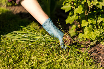 weeding weeds and grass between currant fruit bushes. removing weeds from the garden. caring for...
