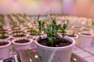 White pots with seedlings of beetroot, peas in an artificial climate
