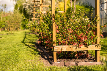 flowering quince bushes surrounded by a wooden pergola. quince blooming in spring. pink quince flowers on a sunny spring day. well-maintained garden. blurred background.