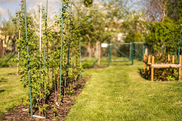 Young raspberry bushes growing in a row, supported on poles. raspberries in the garden. raspberry bushes in spring. well-maintained garden. blurred background.
