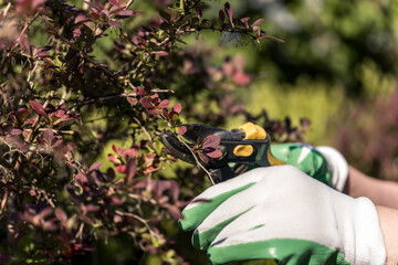 Pruning shrub branches in the garden with pruning shears. Pruning the barberry bush. Taking care of...