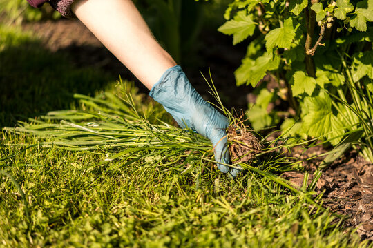 weeding weeds and grass between currant fruit bushes. removing weeds from the garden. caring for fruit plants in the garden. well-maintained garden. blurred background.