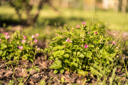 Rubus arcticus, the Arctic bramble or Arctic raspberry, spring blooming in the garden, small pink flowers on low bushes. well-kept garden. blurred background.
