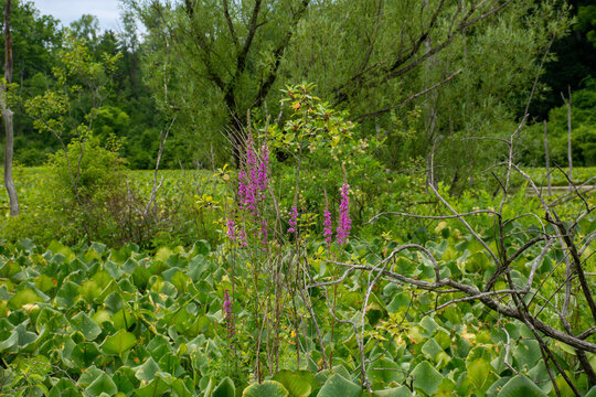 Purple Loosestrife in Beaver Marsh Landscape
