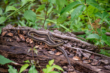 Garter Snake