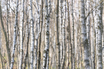 Die Moorbirke, der Baum des Jahres 2023 - Rhön.