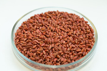Wheat seeds, cereal seeds with red seed dressing or seed treatment