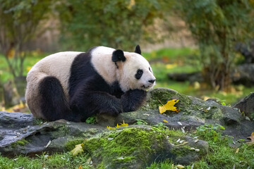 Fototapeta premium A giant panda lying on the grass, portrait in autumn 
