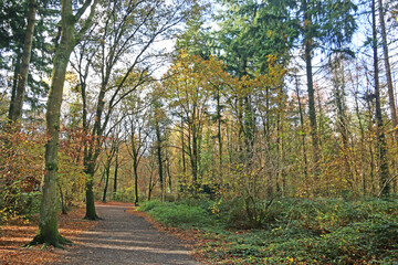 Stover country park, Devon, in Autumn