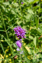 Purpletop Vervain