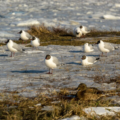 Seagulls on the banks of the Neva River on a cold winter day.