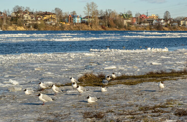 Seagulls on the banks of the Neva River on a cold winter day.