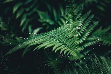 fern in the forest