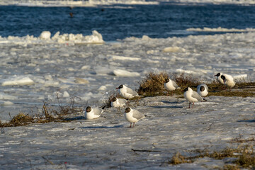 Seagulls on the banks of the Neva River on a cold winter day.