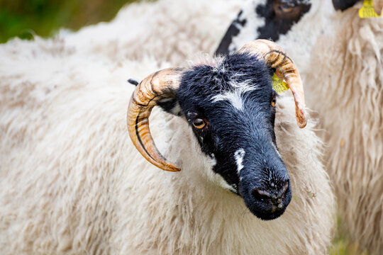 Closeup of black-faced sheep in Dingle, Ireland.