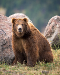 Close-up full body portrait of a young male grizzly bear sitting in the grass