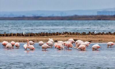 flamingos in the lake