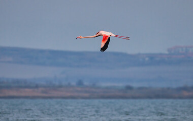 Fototapeta na wymiar Pink flamingo in flight