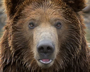 Keuken spatwand met foto Extreme close-up portrait of a young male grizzly bear © gnagel