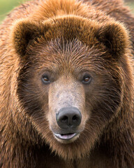 Close-up portrait of a young male grizzly bear