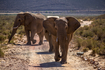 Naklejka na ściany i meble elephants in the African savanna. South Africa