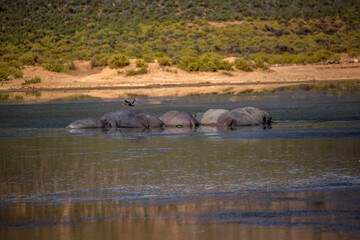 Naklejka na ściany i meble hippos in the swamp. South Africa