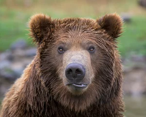 Gordijnen Close-up portrait of a young male grizzly bear © gnagel