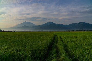 Fototapeta premium Green expanse of rice fields with views of mountains and hills in cloudy sky weather