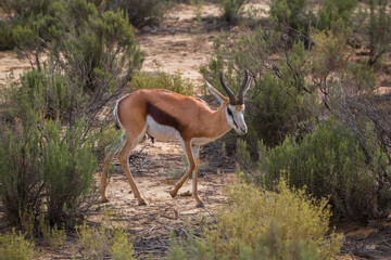 Naklejka na ściany i meble antelopes in the African savanna. South Africa