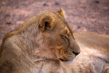 sleeping lioness. South Africa