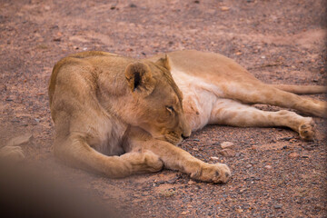 sleeping lioness. South Africa