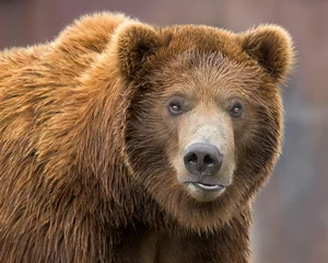 Schilderijen op glas Close-up portrait of a young male grizzly bear © gnagel