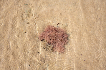 sandy bottom of the red sea at low tide with ripples from the waves