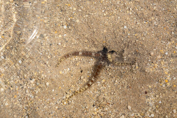 sandy bottom of the red sea at low tide with ripples from the waves