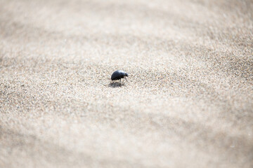 insect in the desert